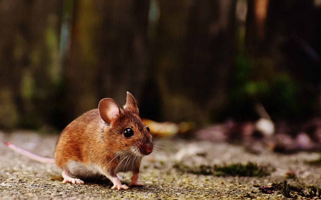 Muizen in de tuin? Zo kun je het beste muizen in de tuin bestrijden!