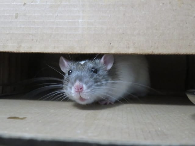 Muis in huis, wat nu?