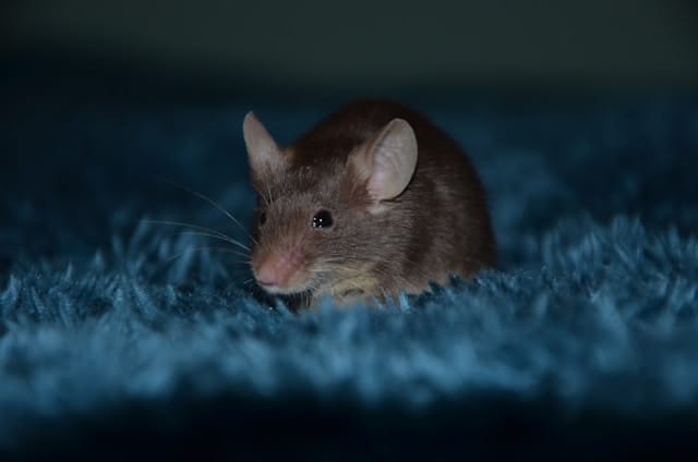 Hoe vang je een muis in huis