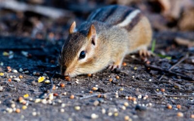 Muizen in de tuin herkennen