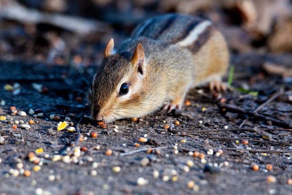 Muizen in de tuin herkennen
