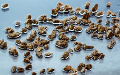 Muizenkeutels herkennen: zo zie je direct of je muizen hebt