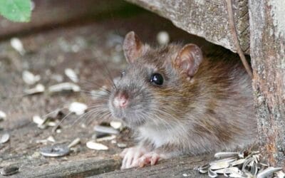 Ratten en muizen bestrijden: wat werkt en wat is het verschil?
