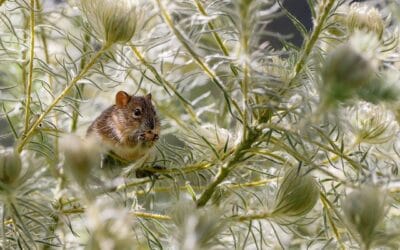 Ratten bestrijden in de tuin