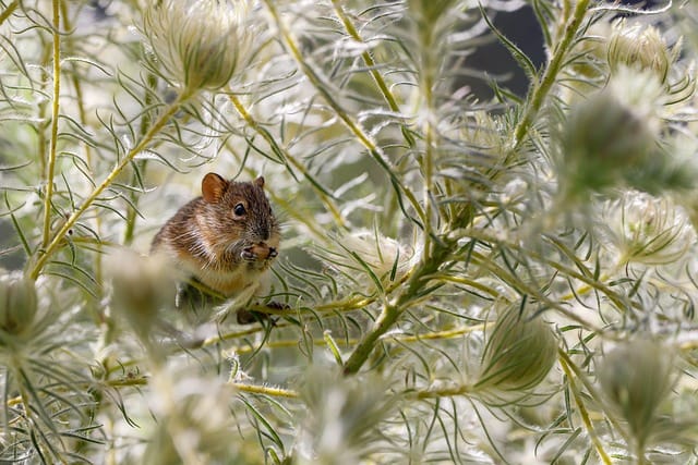 Ratten bestrijden in de tuin