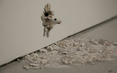 Muizen in de spouwmuur: wat kunt u doen?